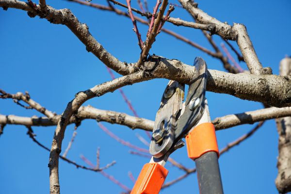 Grow your Tree Removal business
