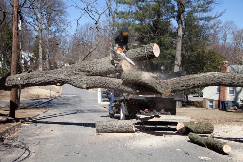 tree removal