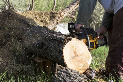 tree removal