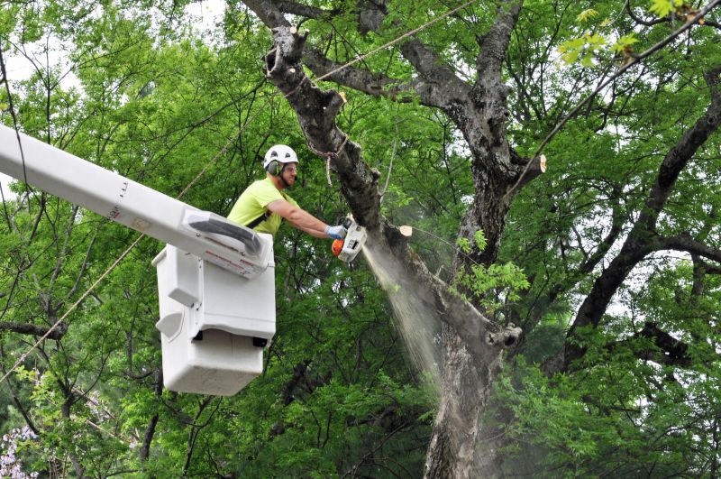 Tree Removal Crew at Work