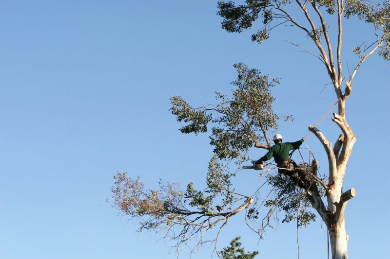 Tree Pruning in Action
