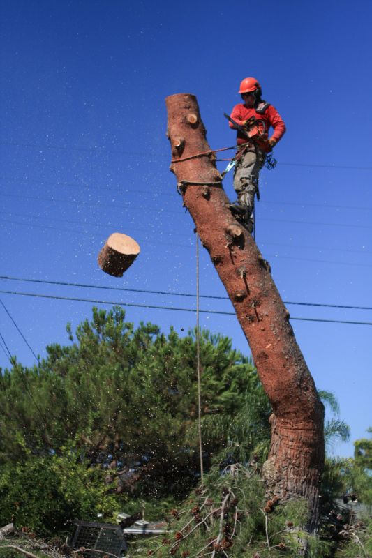 tree removal